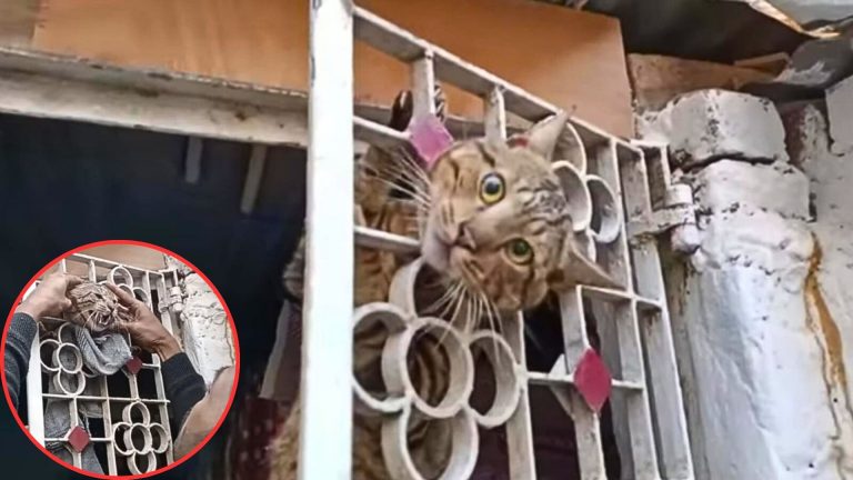 cat's head stuck in a gate