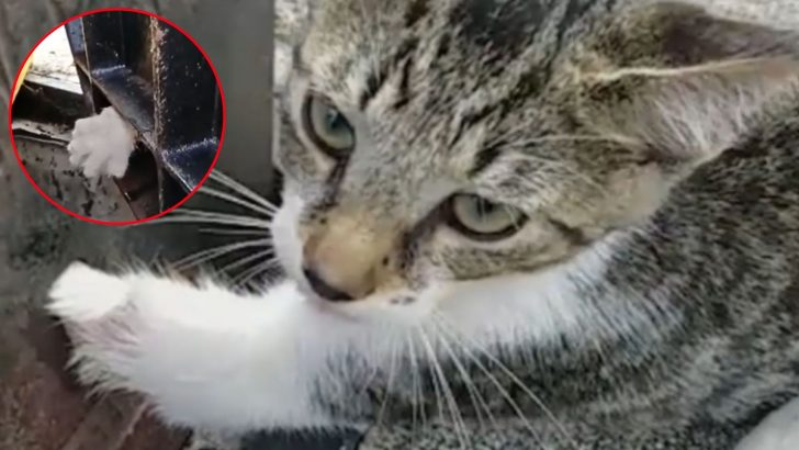 Poor Kitten Gets His Paw Stuck In Sewer Grate Desperately Crying For Help