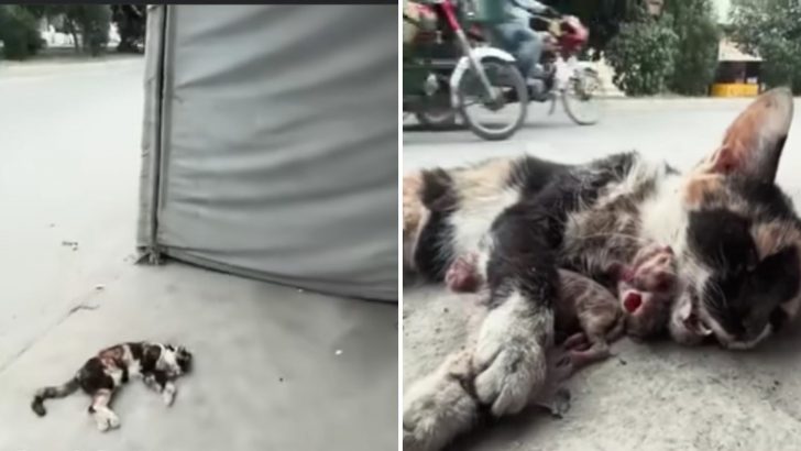 Poor Mother Cat Hit By Speeding Car Brings Three Premature Kittens Into The World