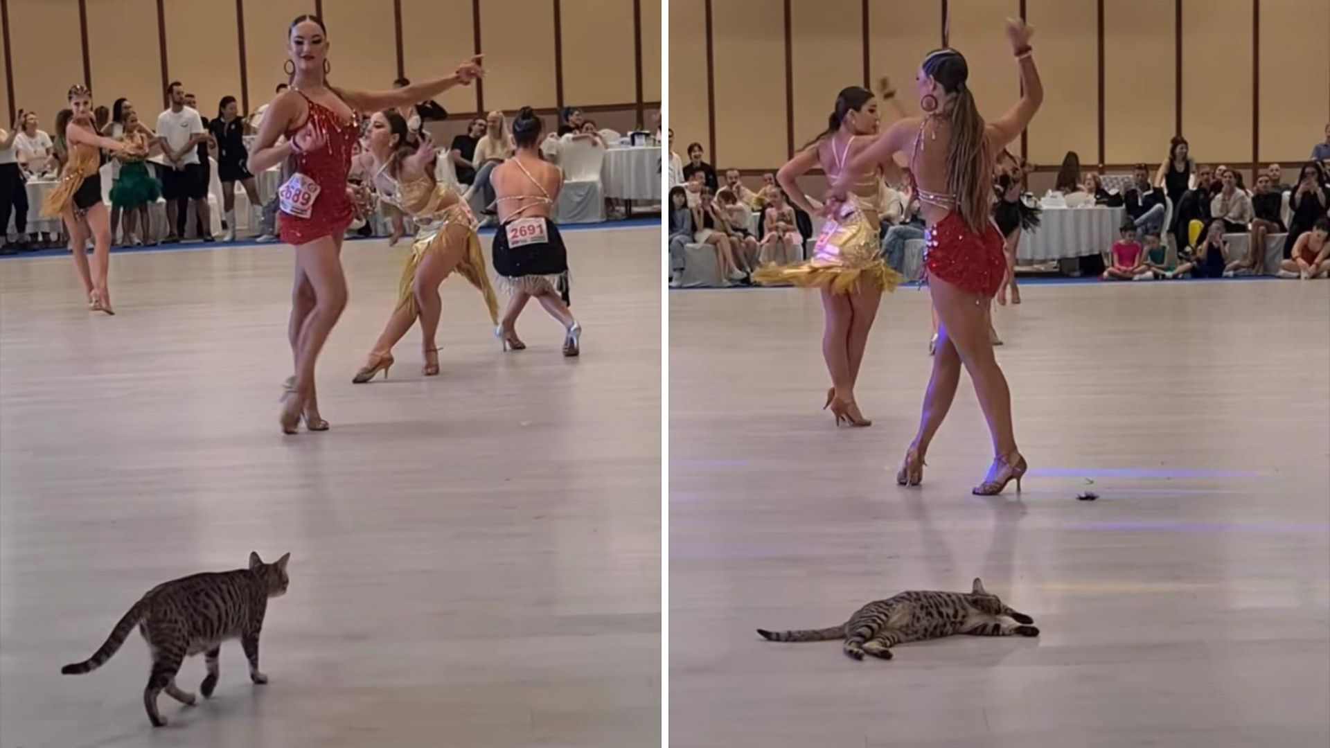 cat at dance competition