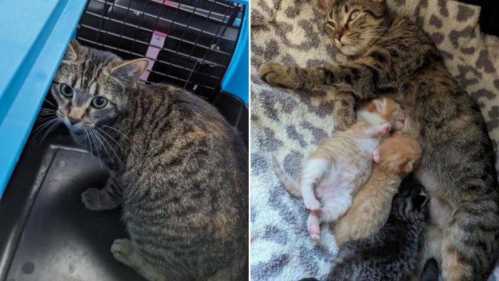 Pregnant Cat Heartlessly Abandoned At Walmart Finds A Way To Mechanics And Begs For Help
