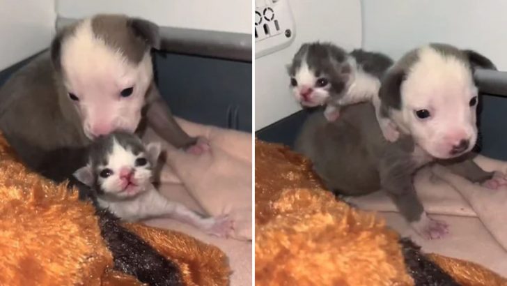 Rejected By Their Mamas, Puppy And Kitten Refuse To Leave Each Other’s Side