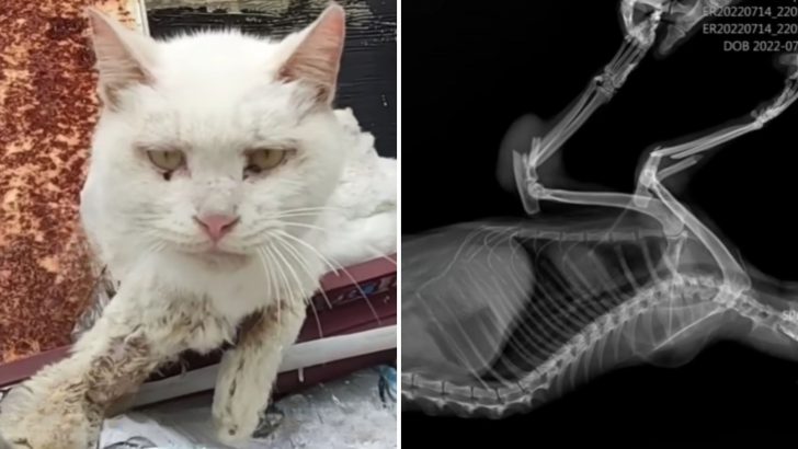 Rescue Team Can’t Believe This Cat Was Abandoned By His Owner Due To Broken Front Legs