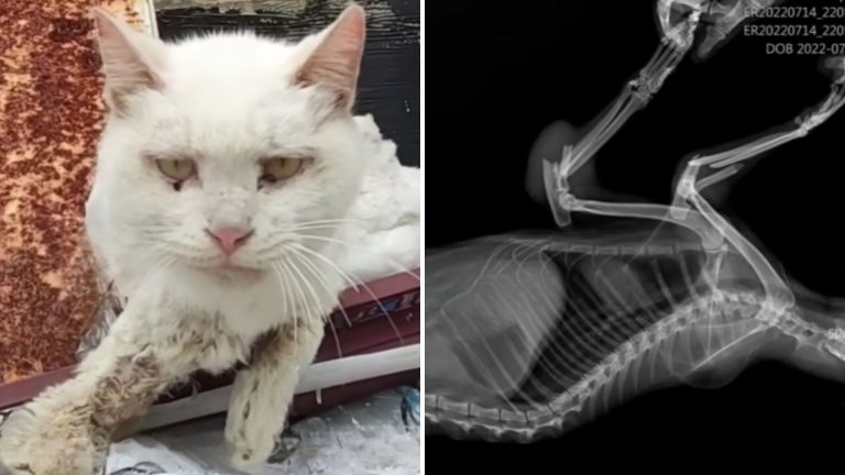 abandoned cat with broken legs