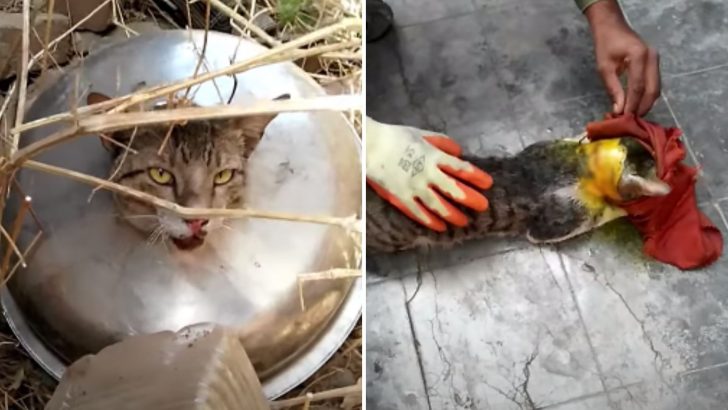 Rescue Team Spent Hours Trying To Help The Curious Cat Trapped In A Garbage Kitchen Sink