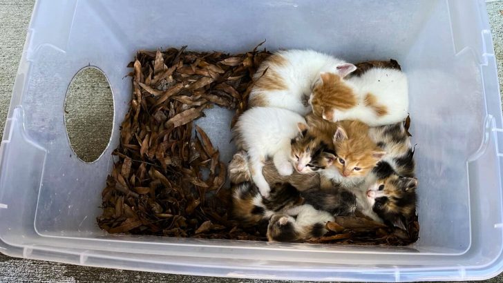 Rescuer Follows Friendly Stray To A Plastic Tub Full Of Kittens And Reveals Something Surprising