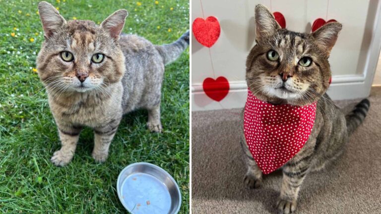 Scared And Injured Feral Cat Saved By A Kind Lady Ready To Shower Him With Love
