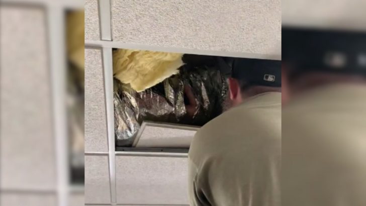 School Staff Shocked By Odd Sounds In Rooftop Vents Only To Discover A Heartwarming Surprise
