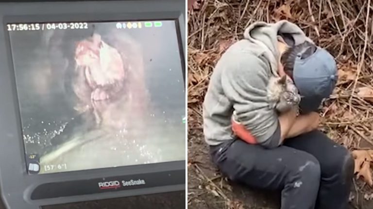 cat trapped in a storm drain