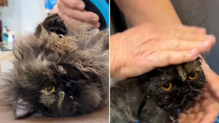 Severely Matted Stray Cat Asked Kind People To Help Her 