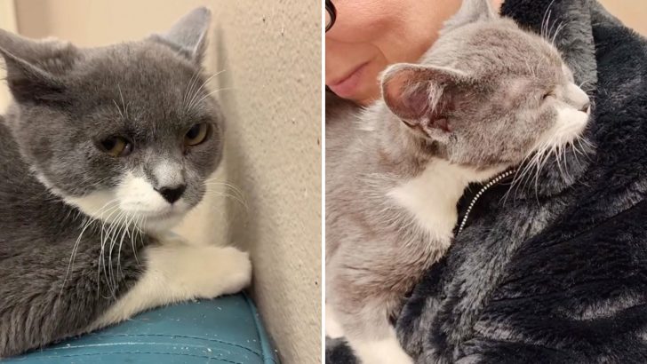 Shelter Almost Gave Up On A Feral Cat Until A Kind Couple Discovered His Gentle Nature