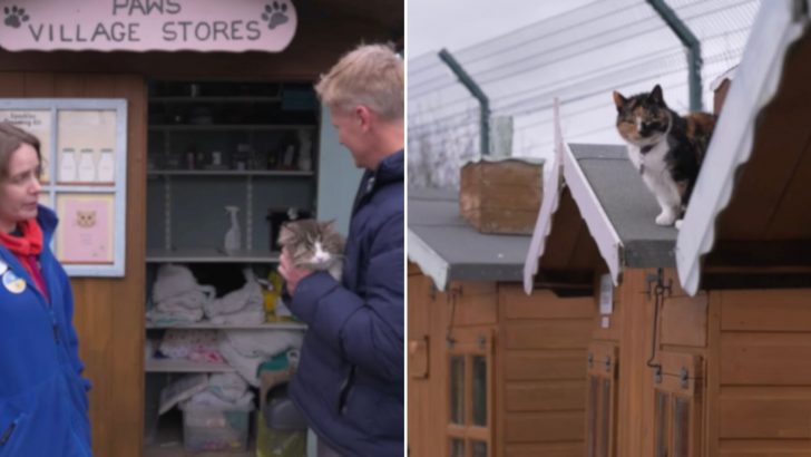 Shelter Builds A Retirement Village To Save Senior Cats From Euthanasia 