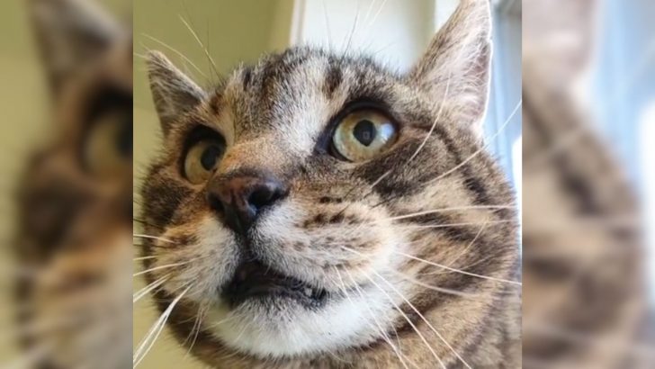 Shelter Video Of A 17-Year-Old Cat Crying For His Mama Is The Saddest Thing You’ll Ever See
