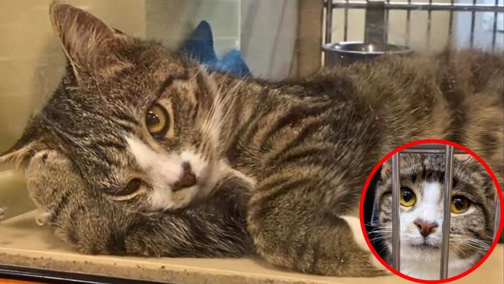 Smart Shelter Kitty Makes The Saddest Face For Days Until He Finally Scores His Forever Home