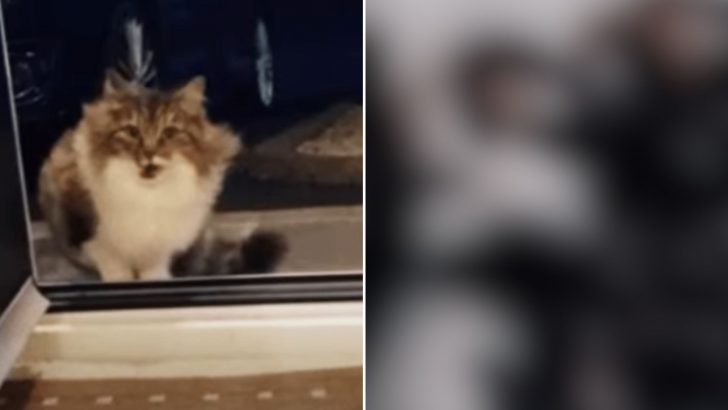 Stray Cat Begs A Man To Let Her In His Home, But That Wasn’t The Only Thing That Shocked Him