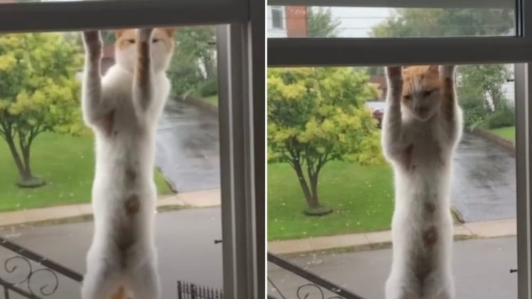 cat climbing on a window