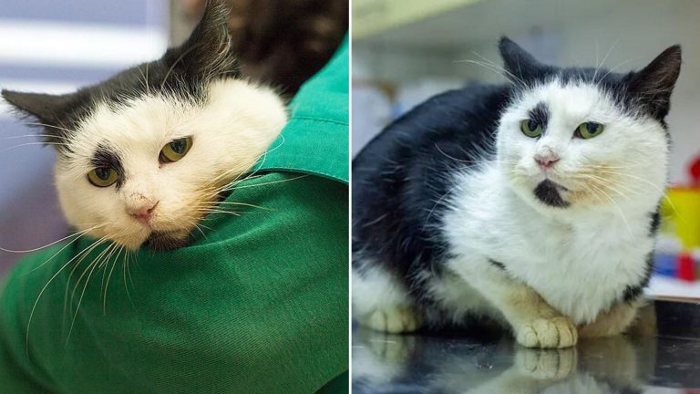 stray cat leaves dumpster