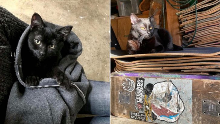 Stray Cat Walked Into A Los Angeles Shop And Immediately Became The Boss