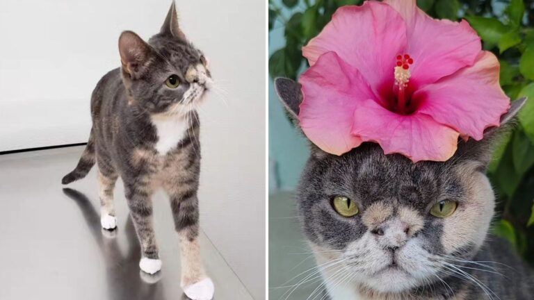 Stray Cat Was Deemed “Too Ugly” To Live But A Kind Teacher Saw The Beauty In Her