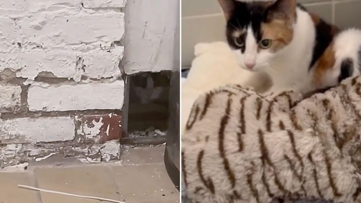 Stray Cat Was Hiding Inside A Basement Wall Until Kind Rescuers Came To Help