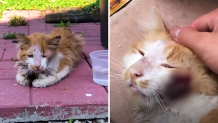 Stray Cat With A Unique Trait Finds A Loving Home After Years Of Roaming On The Streets