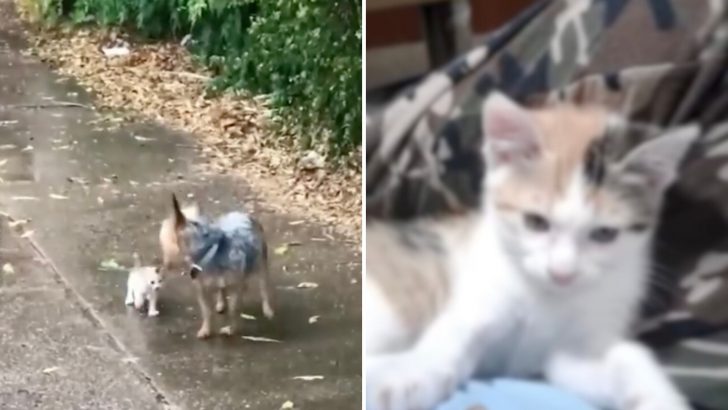 Stray Kitten Chose A Yorkie To Save Her From The Harsh Street Life 
