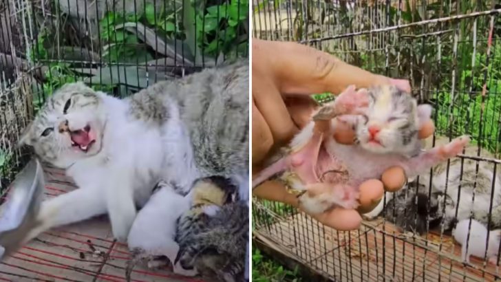 Stray Scared Mother Cat Finally Adopted Along With Her Kittens After Traumatic Experience