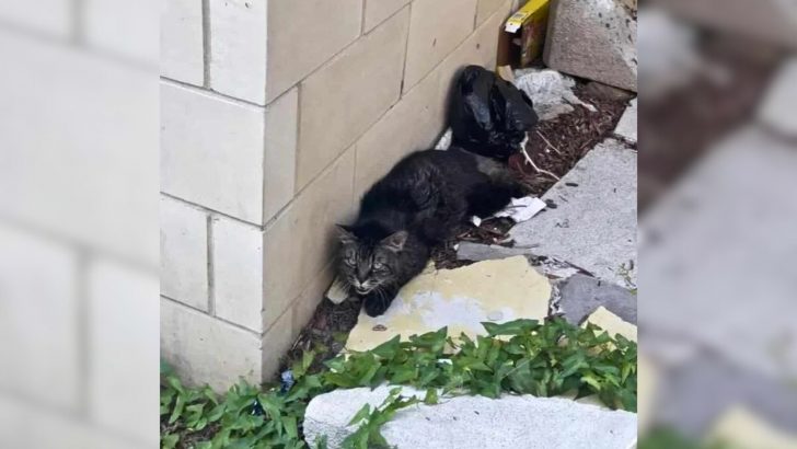 Tabby Cat Paralyzed By Fear Spends Days Outside A New York Building Hoping For Help