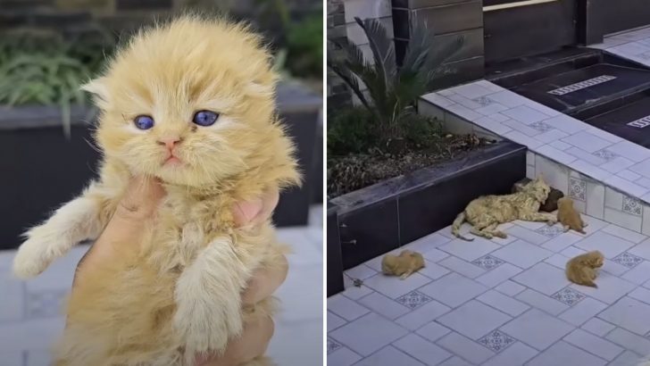 Team Was About To Reunite A Lost Kitten With Its Mom But Ends Up Rescuing Ten Precious Lives