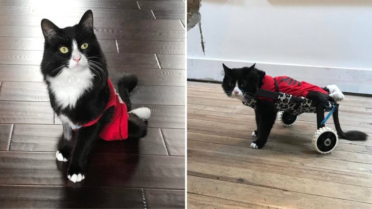 Thanks To His Custom-Made Wheelchair, This Paralyzed Kitty From Detroit Is Unstoppable
