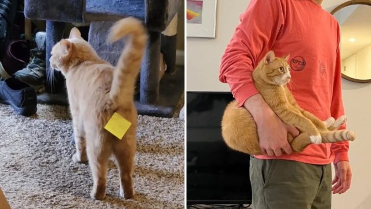 These Ginger Cats With ‘One Orange Braincell’ Are Guaranteed To Make You Laugh