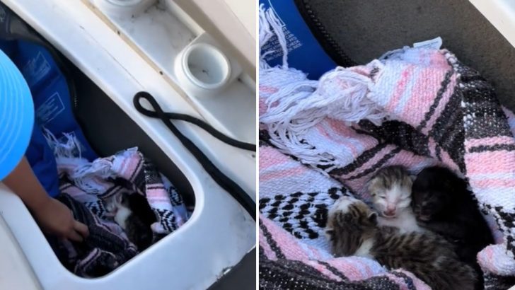 These Girls Discovered Unexpected Passengers Hiding In A Compartment Of Their Sailboat