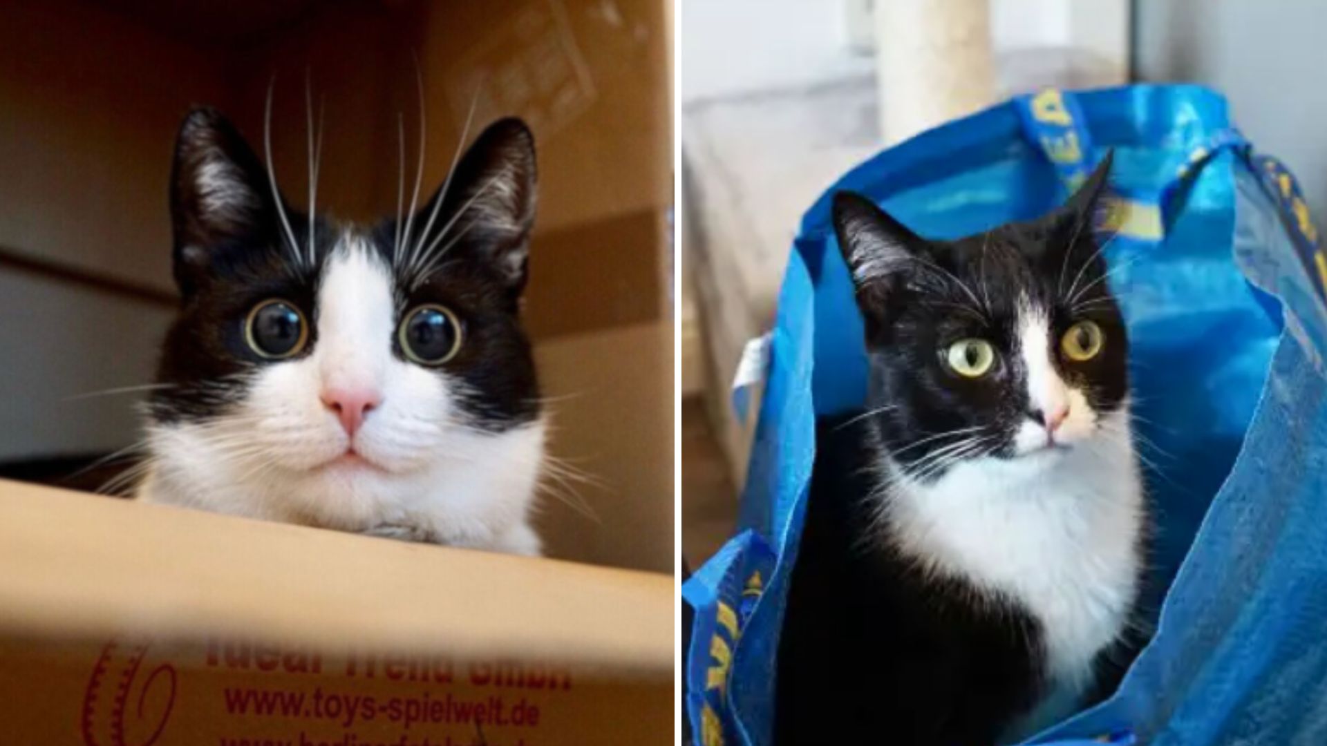 two tuxedo cats