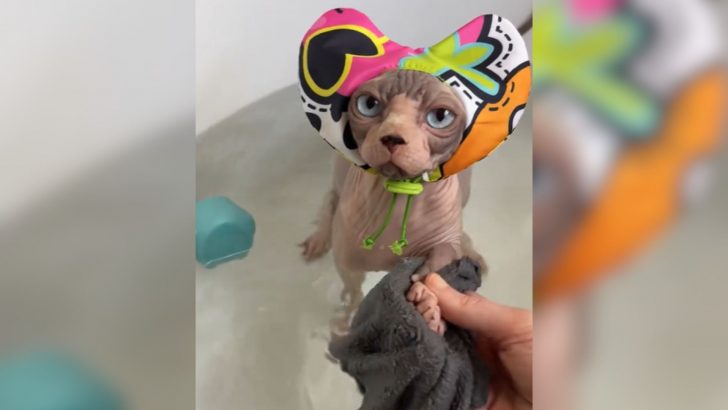 This Adorable Hairless Cat Adores Bath Time And Even Has Her Own Shower Cap