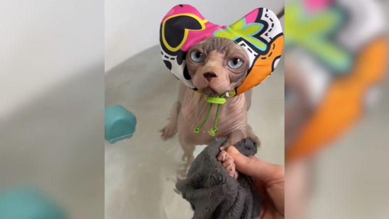 hairless cat with showercap having shower time