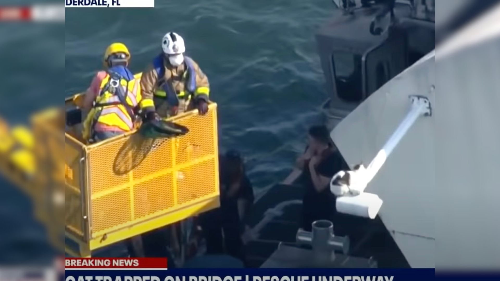 firefihgters saving a cat on the bridge