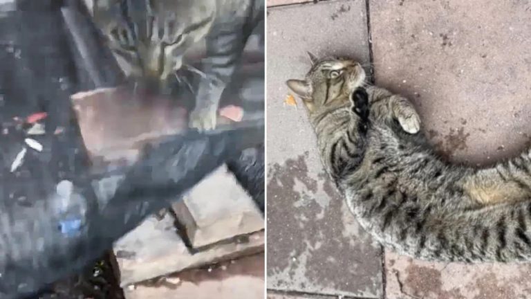 woman rescued giant cat