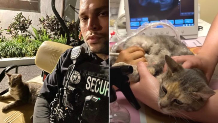 This Kind Man Brought Home A Stray Cat Only To Discover Something Adorable