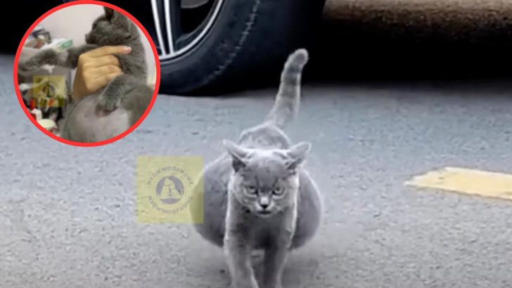 This Kitten Was Cruelly Abandoned Because Of It’s Enormous Belly