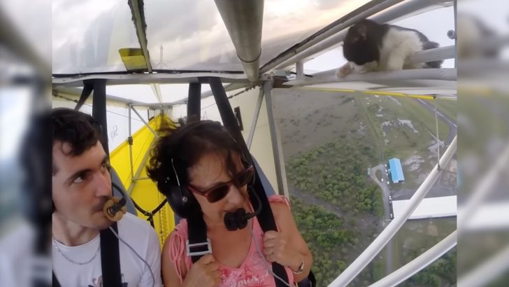 This Pilot Had To Do An Emergency Descend After Discovering A Furry Passenger On The Wing
