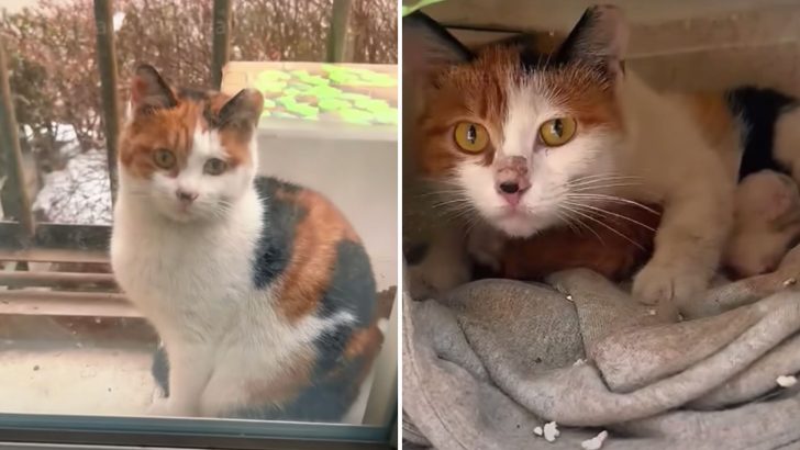 This Pregnant Cat Was Sitting On A Rescuer’s Window Yearning For Shelter Until They Rescued Her