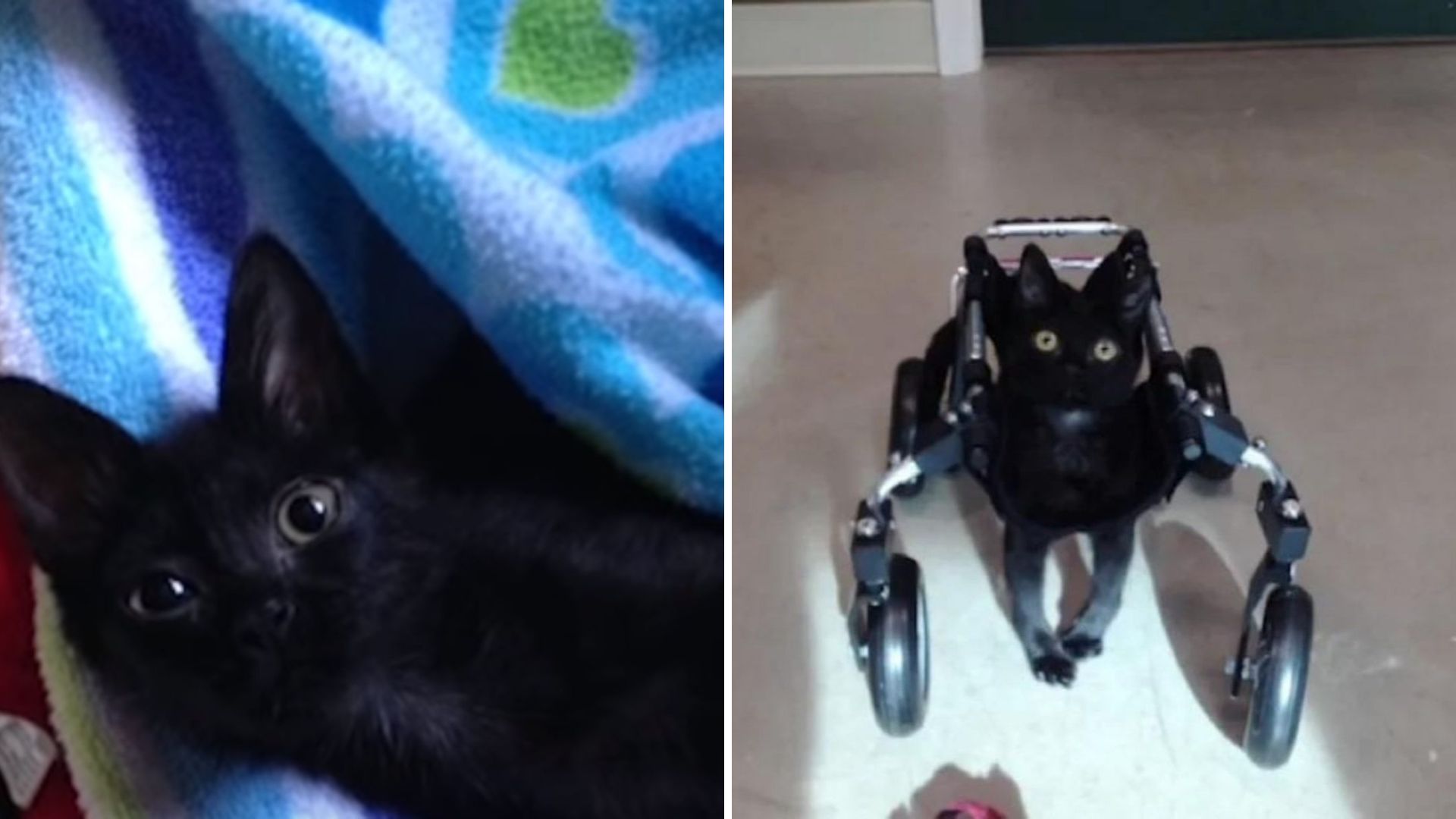 This Sick Kitty Has A Special Wheelchair And Gets All The Treats In The World