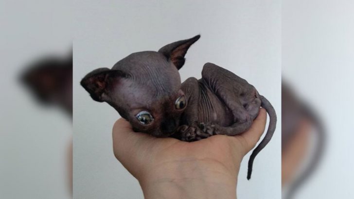 This Sphynx Kitten Was Deemed Scary And Unworthy By Many Until A Special Woman Came Along 