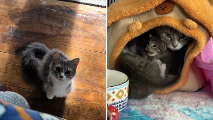 This Young Kitten Faces Motherhood Early, Missing Out on Her Own Kitenhood