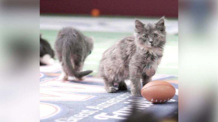 Three Kittens Enjoy The Great American Rescue Bowl After Surviving Hawaii Wildfires