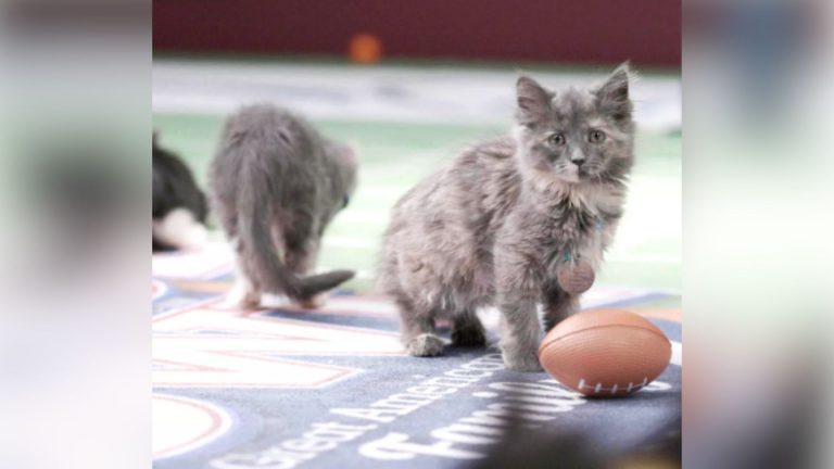 kittens enjoying rescue bowl