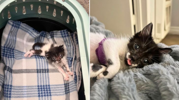 Tiniest Kitten Of The Litter Overcomes Every Challenge Thanks To Her Foster Mom