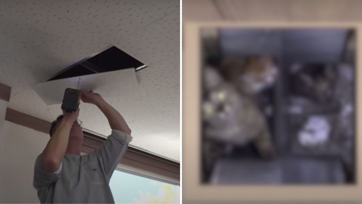 Tiny Cries Lead Woman To A Heart-Stopping Discovery Inside Her Apartment Ceiling