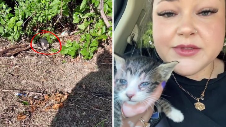 Tiny Kitten Hastily Abandons Her Hiding Spot Among Bushes And Runs Towards Her New Forever Human