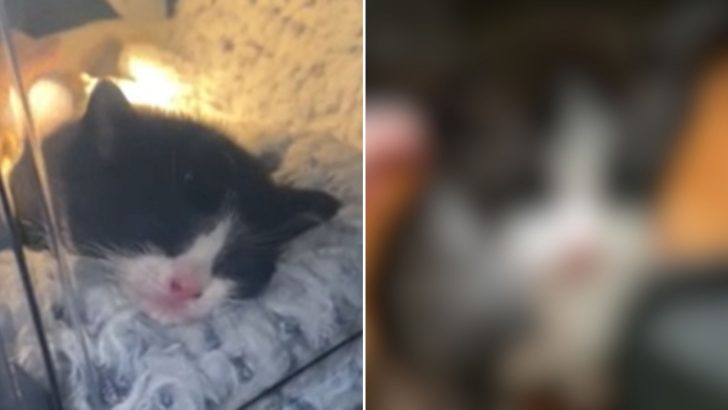 Tiny Kitten Suffocated In A Plastic Bag Found Barely Clinging To Life